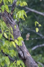 Sulphur-masked tyrant (Pitangus sulphuratus) sitting on a branch, Corcovado National Park, Osa