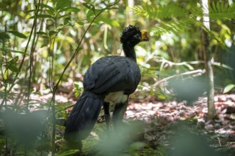 Tuberkehlhokko (Crax rubra), adult male, in the tropical rainforest, Corcovado National Park, Osa,