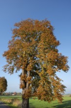 Chestnut tree (Aesculus) with reddish-brown dried leaves, Mecklenburg-Western Pomerania, Germany,