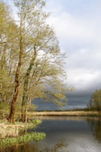 Alders in the spring in the evening on the Peene, dramatic light mood, Naturpark Flusslandschaft