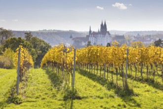 Viewpoint over the Proschwitz vineyards to Albrechtsburg Castle and Meissen Cathedral, Saxony,