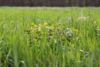 Marsh marigold (Caltha palustris), flowers of wetland biotopes, yellow flower, Flusslandschaft