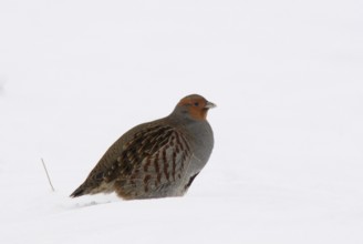 Grey partridge (Perdix perdix), Emsland, Lower Saxony, Germany, Europe