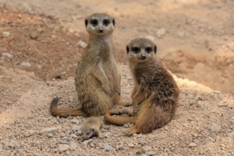 Burrowing owl (Suricata suricatta), adult, two adults, juvenile, newborn, baby, at the burrow