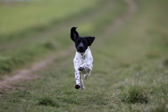 German Shorthair, (Canis lupus familiaris), adult, male, male, running, pointing dogs, Rhineland