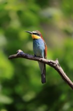 European bee-eater (Merops apiaster), adult, perch, alert, Rhineland-Palatinate, Germany, Europe