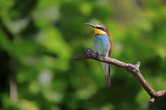 European bee-eater (Merops apiaster), adult, perch, alert, Rhineland-Palatinate, Germany, Europe