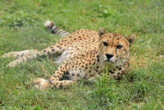 Northeast African Cheetah (Acinonyx jubatus soemmeringii), adult, alert, recumbent, captive,