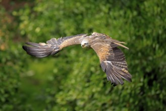 Black Kite (Milvus migrans), adult, flying, calling, in summer, Rhineland-Palatinate, Germany,