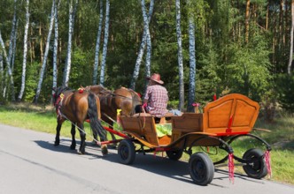 Man in a carriage pulled by two horses on a sunny forest path next to birch trees, Chelmski powiat,