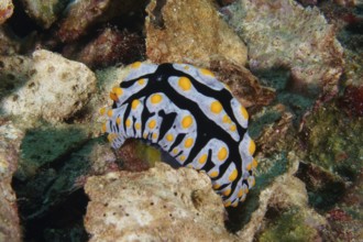 Colourful veined warty snail (Phyllidia varicosa), on rock with conspicuous patterns in the sea,