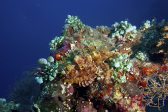 Camouflaged Papuan scorpionfish (Scorpaenopsis papuensis) and corals in a lively underwater