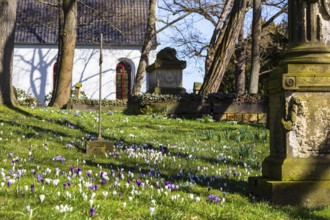 Crocuses (crocus) blooming between old gravestones, in the background the mourning hall, spring at