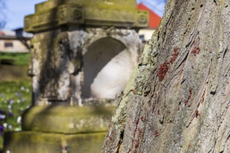 Fire bugs (Pyrrhocoridae) on a tree trunk, in the background a gravestone, Trinitatisfriedhof