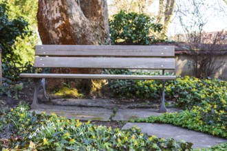 Bible verse on a bench, surrounded by winter aconites (Eranthis hyemalis) in bloom, Alleestraße