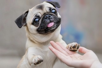 Cute pug dog doing trick 'give paw'. Generative Ai, AI generated