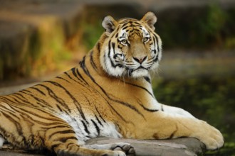 A tiger resting relaxed on a rock, the stripes prominent in nature, Siberian tiger (Panthera tigris