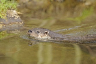 Otter swimming close to the shore, European otter (Lutra lutra), Bavaria