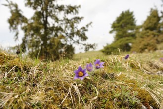 Purple Pasque flowers in nature with blurred background of trees, Pasque flower (Pulsatilla