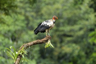 King vulture (Sarcoramphus papa), cock, vulture birds (Aegypiinae), Laguna del Lagarto Lodge,