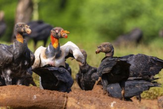 King vulture (Sarcoramphus papa), cock, vulture birds (Aegypiinae), Laguna del Lagarto Lodge,