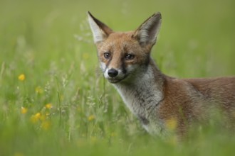 Red fox (Vulpes vulpes) adult animal standing in grassland in the summer, England, United Kingdom,