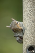 Grey squirrel (Sciurus carolinensis) adult animal feeding on sunflower seeds from a garden bird