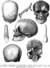 Skull from various archaeological excavations, in profile and front view, Cro Magnon cave (1-5),