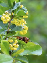 European hornet (Vespa crabro), insect, insects, macro, plant, garden, Neuhofen,