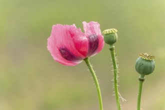 Poppy flower in the landscape in spring. Kaiserstuhl, Emmendingen, Freiburg im Breisgau,