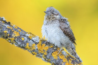 Wryneck on perch, (Jynx torquilla), Ormoz area, Ormoz, Podravska, Slovenia, Europe