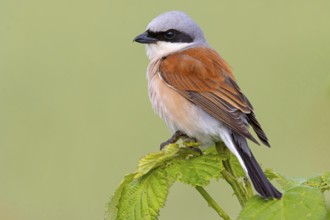 Red-backed shrike, red-backed shrike, thorn-backed shrike, family of shrikes, (Lanius collurio),