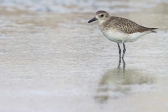 Black-bellied plover (Pluvialis squatarola), East Khawr / Khawr Ad Dahariz, Salalah, Dhofar, Oman,