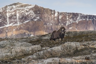 Musk ox (Ovibos moschatus) standing in mountain landscape, Blomsterbugten, Ymers, Emperor Franz