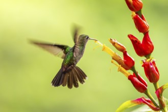 Green-fronted Brilliant Hummingbird (Heliodoxa jacula), Hummingbird (Trochilidae), Swiftbirds