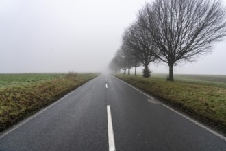 Dense fog, with visibility sometimes less than 100 metres, country road, Schuirweg, in Essen, North