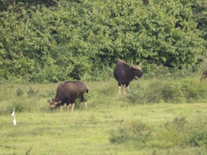 Gaur (Bos gaurus), Khiri Khan, Hua Hin, Kui Buri National Park, Thailand, Asia