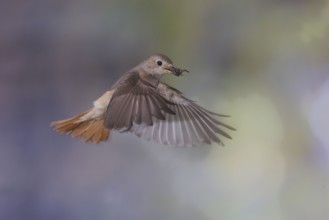 Common redstart (Phoenicurus phoenicurus), female approaching the nest with food in her beak, North