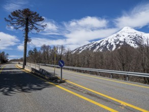 Araucaria forest at volcano Lanin, single tree divides the road, west of Paso Tromen o Mamuil