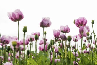 Opium poppy (Papaver somniferum), opium poppy field, Erlenbach, near Heilbronn, Baden-Württemberg,