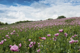 Opium poppy (Papaver somniferum), opium poppy field, Erlenbach, near Heilbronn, Baden-Württemberg,