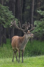 Red deer (Cervus elaphus) stag at forest edge with antlers covered in velvet in late spring