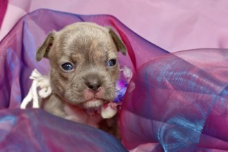 Four weeks purebred young Lilac Brindle French Bulldog puppy in tulle fabric