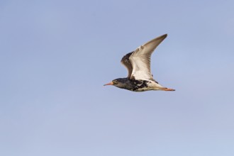 Ruff (Philomachus pugnax), male, flight photo, Narew, Bialystok, Podlasie, Poland, Europe