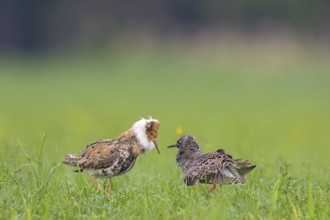 Ruff (Philomachus pugnax), Narew, Bialystok, Podlasie, Poland, Europe