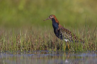 Ruff (Philomachus pugnax), male, Narew, Bialystok, Podlasie, Poland, Europe