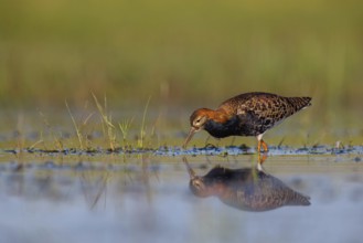 Ruff (Philomachus pugnax), male, Narew, Bialystok, Podlasie, Poland, Europe