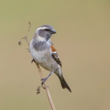 Cape sparrow (Passer melanurus), sparrow family, Sani Pass Surroundings, Underberg, KwaZulu-Natal,