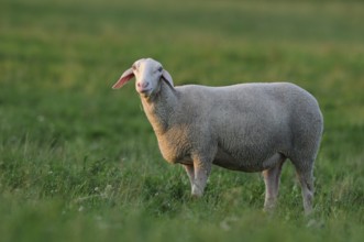 A single sheep looks slightly to the side on a green meadow in the evening light, domestic sheep