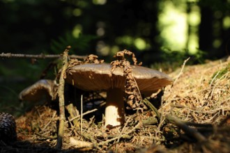 Large mushroom in the forest floor with sunlight and shade, surrounded by branches and pine